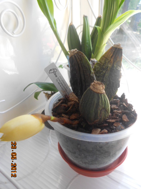 DSCN0969.JPG