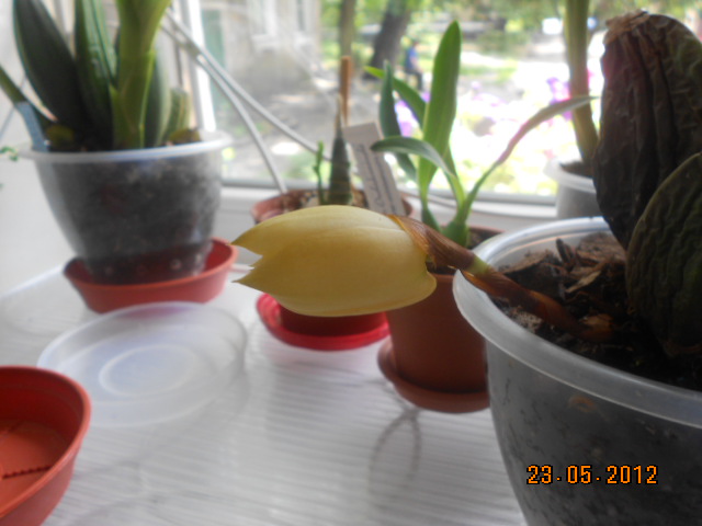 DSCN0973.JPG