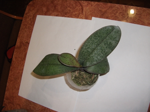 DSCF1637.JPG