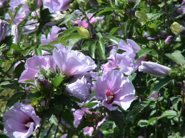 DSC00316.JPG
