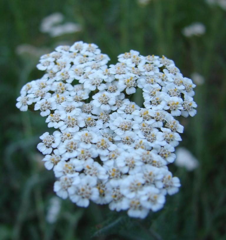DSC00945.JPG