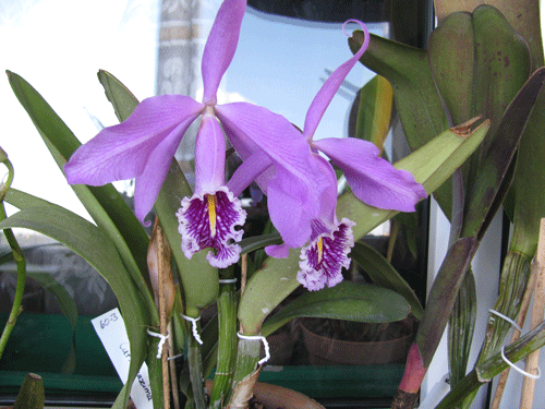 Cattleya maxima- ооочень  ароматная  леди.