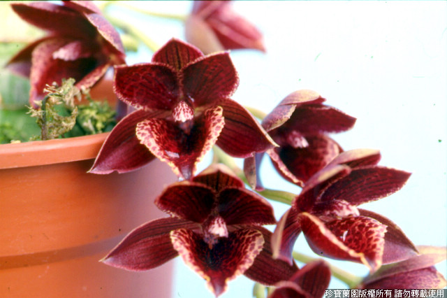 Фото орхидеи Mormodia Jumbo World