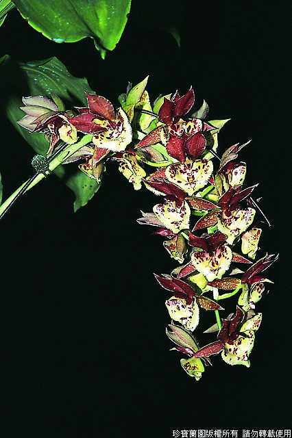 Фото орхидеи Catasetum Lovena