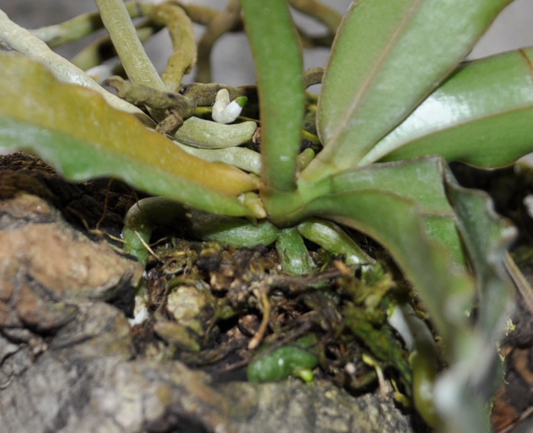 DSC_1479-1.jpg