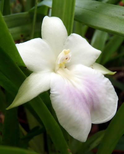 Miltonia regnellii var albescens.JPG