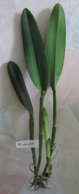 L.purpurata hybrid