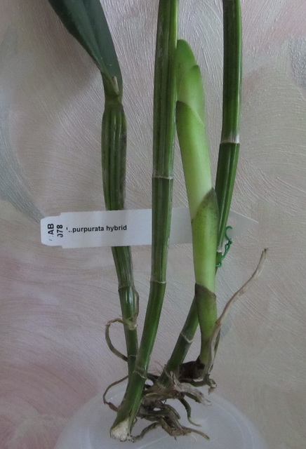 L.purpurata hybrid