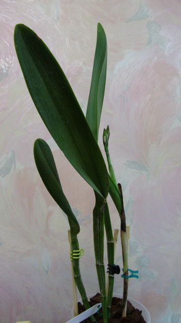 L.purpurata hybrid