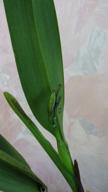L.purpurata hybrid