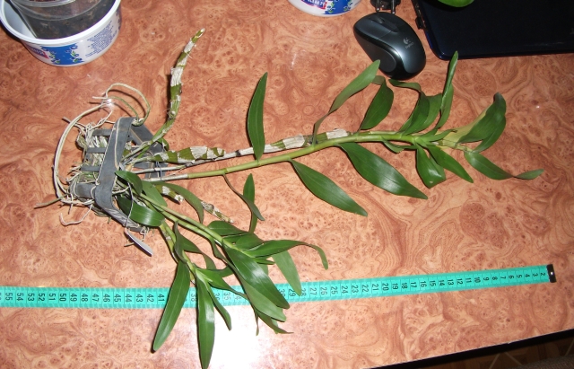 DSCF1790.JPG