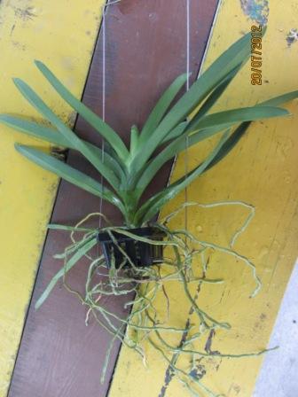 Vanda  Robert Delight 'Blue Black'.JPG