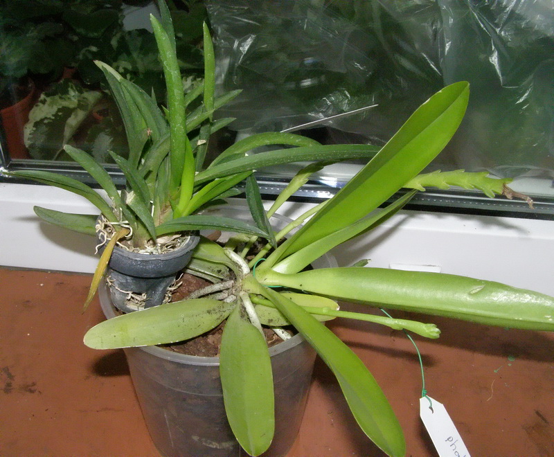 Oncidium Jairuk Rainbow и Phalaenopsis cornu-cervi red