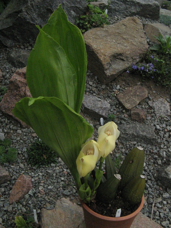 Uniflora.JPG