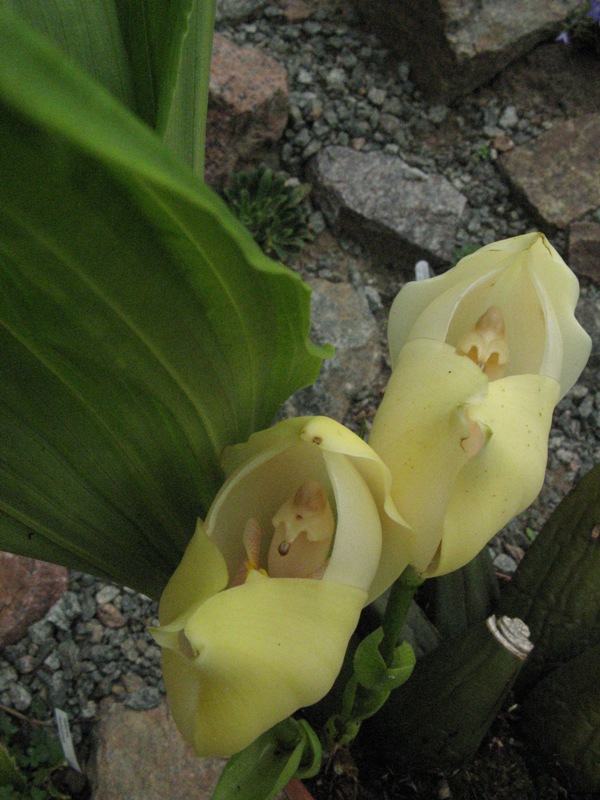 Uniflora1.JPG