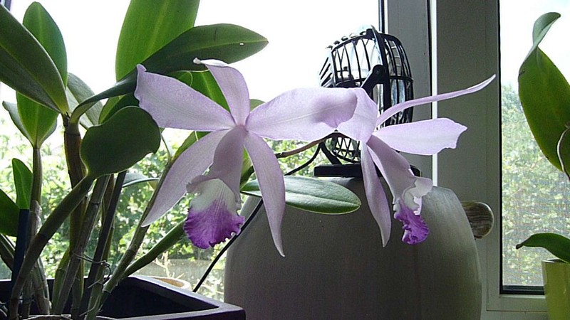 P1090732_tn.jpg