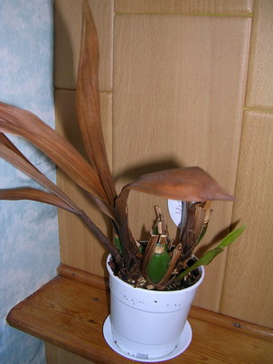 DSCN3529.jpg