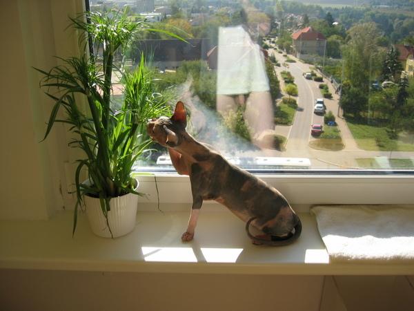 regis_cat.JPG