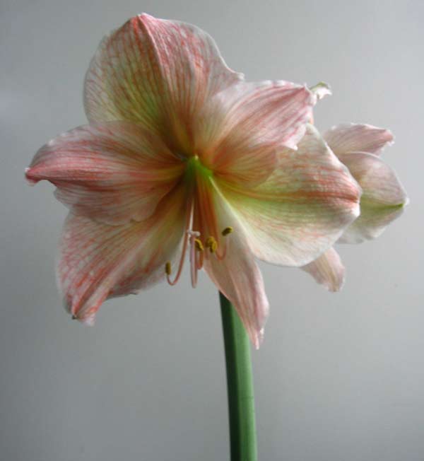 EXOTICA-2.jpg