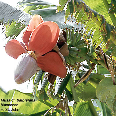 Musa balbisiana.