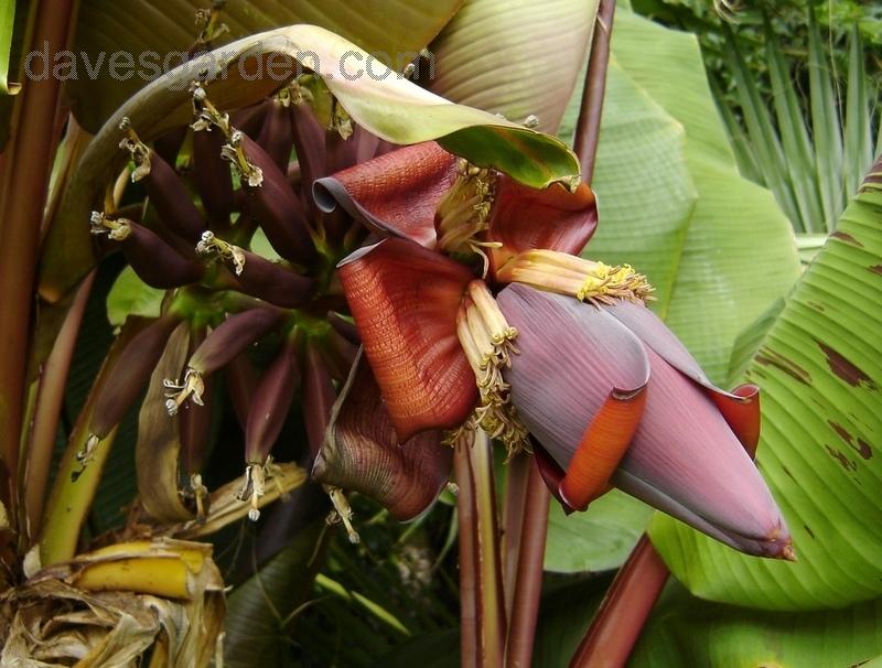 Musa zebrina Rojo