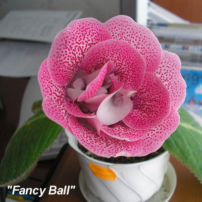 Fancy ball.jpg