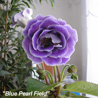 Blue pearlfield2.jpg