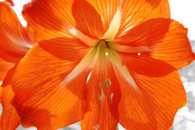 P1010007m.gif