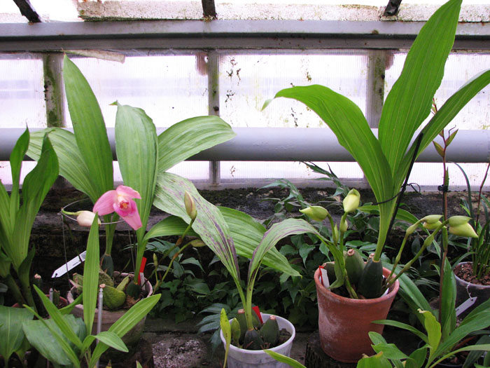 Lycaste.jpg