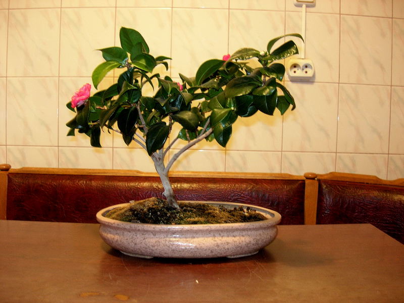 DSCN22450001.JPG