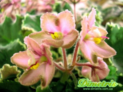 Wild_Irish_Rose_(Sorano)_b.jpg