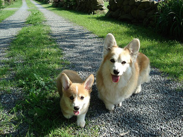 copycatanimalphotos5.jpg