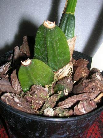 Lyc.Grogani.JPG