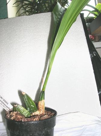 Grogani 050413.JPG