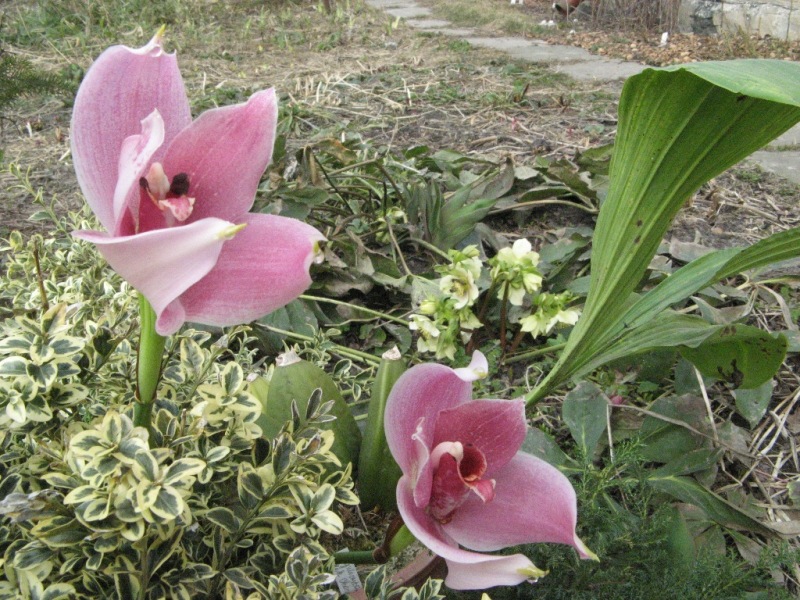 PInk Charm1.JPG