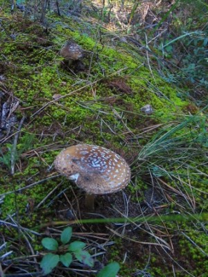 mushroom_4.JPG