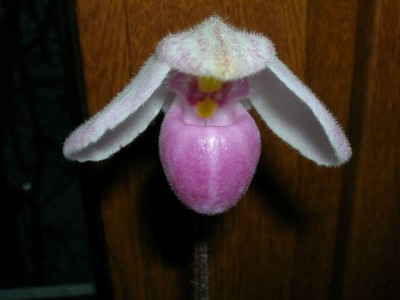 DSCN1583.JPG