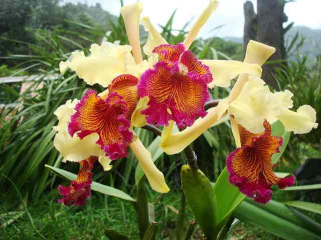 CATTLEYA DOWIANA