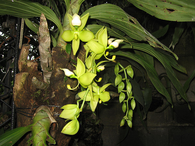 CYCNOCHES VENTRICOSUM