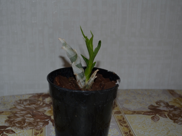 DSC_0044.JPG