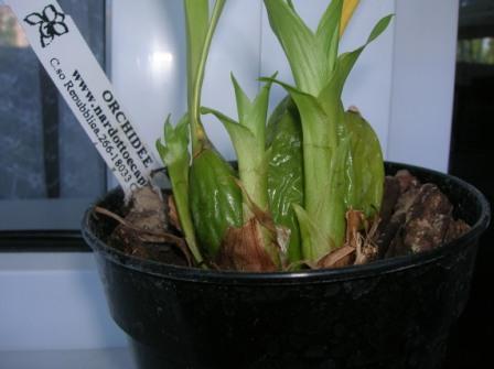 Lyc.aromatica