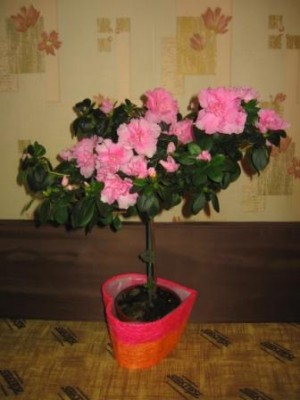 IMG_0043.jpg