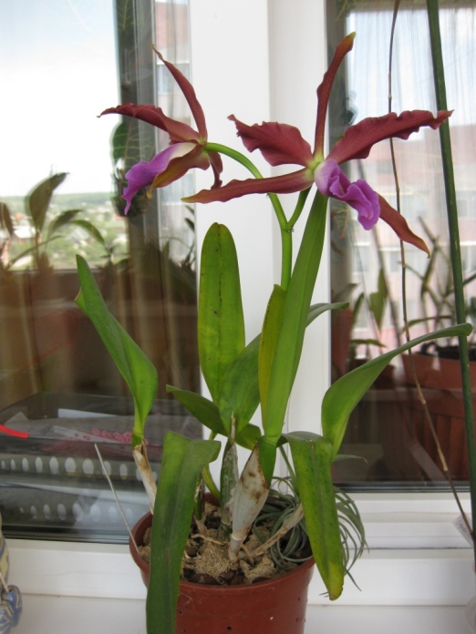 IMG_5779.JPG