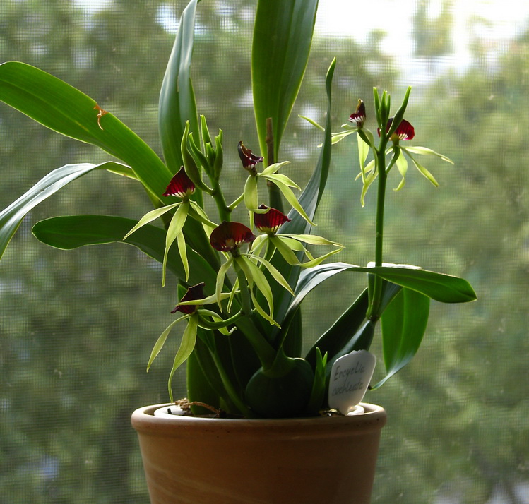 Encyclia_cochleata.jpg