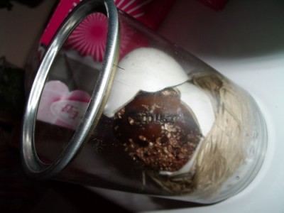 egg 2007 01 20.jpg