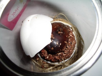 egg 2007 01 19.jpg