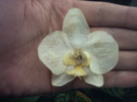PICT0031.jpg
