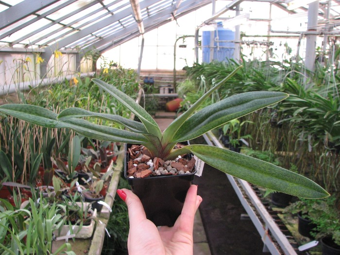 Paphiopedilum Gloria Naugle (rothschildianum x micranthum).JPG