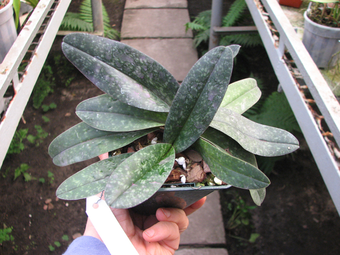Paphiopedilum niveum.jpg
