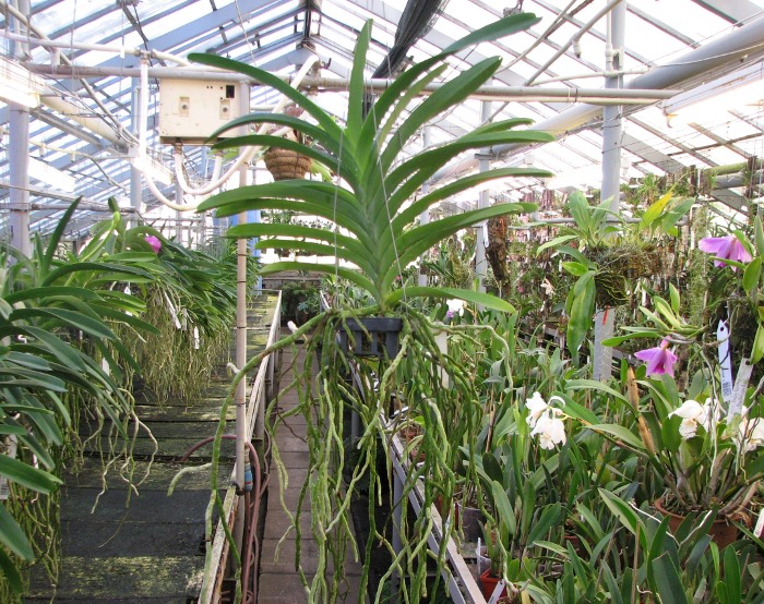 Vanda Robert Delight 'Pink Diamond'.JPG